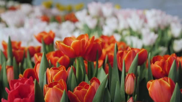 Tulipanes rojos de cerca en un invernadero — Vídeo de stock