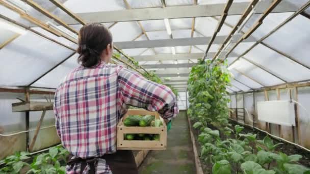 Mulher agricultor caminha com uma caixa de madeira cheia de pepinos — Vídeo de Stock