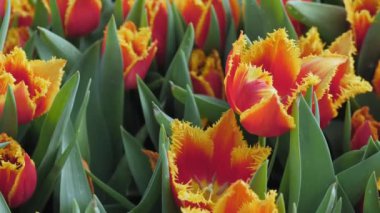 Sarı RIM yakın çekim ile kırmızı lale