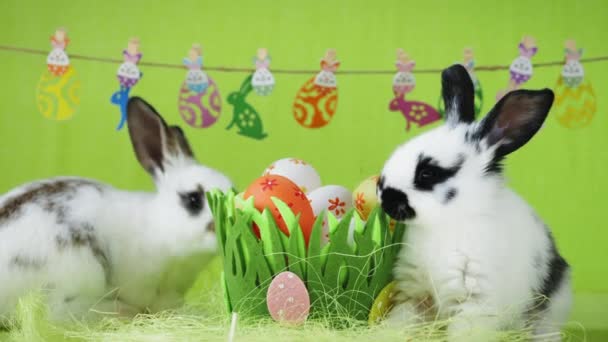 Dos conejos blancos de Pascua con orejas negras — Vídeo de stock