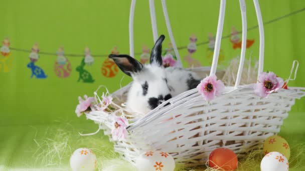 Little bunny in white basket with decorated eggs — Stock Video