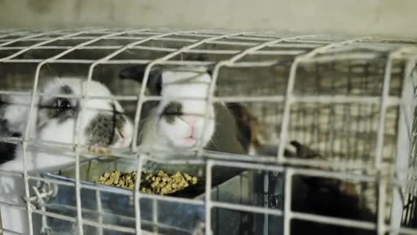 Två vita kaninen är i rostfritt buren med foder — Stockvideo
