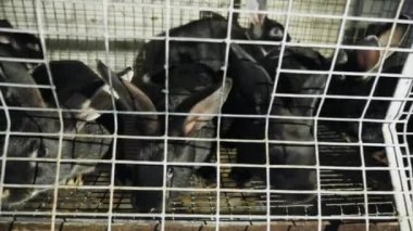 Δωρεάν μαύρο πουλί πιπίλισμα βίντεο