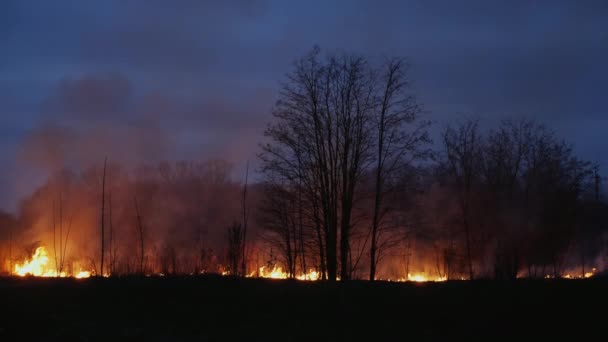 Brennendes Gras und Bäume in der Dämmerung — Stockvideo
