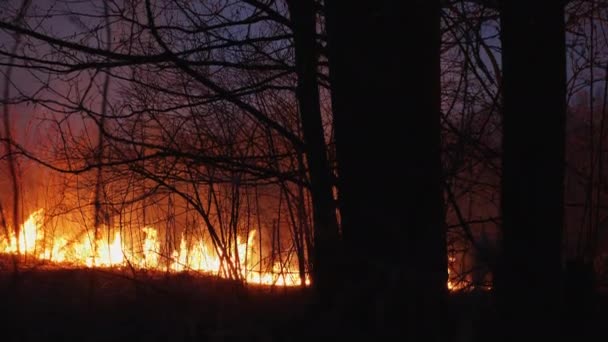 Mordbrand i trä, skog i lågan — Stockvideo