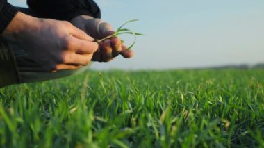 Buğday bırakır sahada erkek çiftçi denetimleri bahar