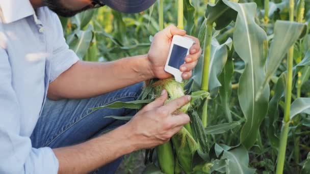 Agricultor con un dispositivo digital de mano comprueba la cosecha de nitratos — Vídeo de stock