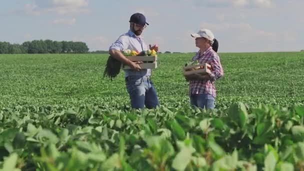 Man och kvinna med låda grönsaker mitt i ett grönt fält — Stockvideo