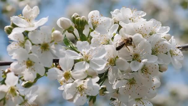 Bee collecting pollen on cherry blossom — Stock Video