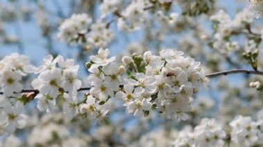 Kiraz çiçeği üzerinde polen toplama arı