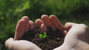 Trefoil ellerde yerden büyür