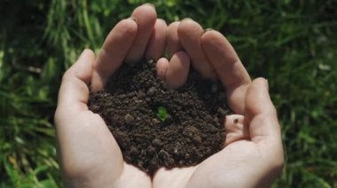 Trefoil ellerde yerden büyür