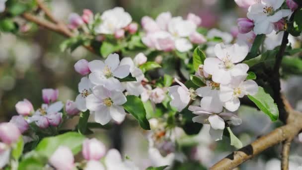 リンゴの花、ピンクと白の花を持つ木 — ストック動画