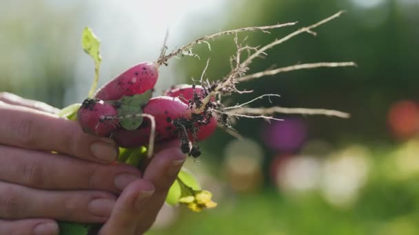 Fresh radish in the womans hands — Stock Video