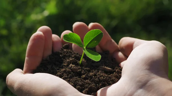 Trefoil grows up from the ground in the hands