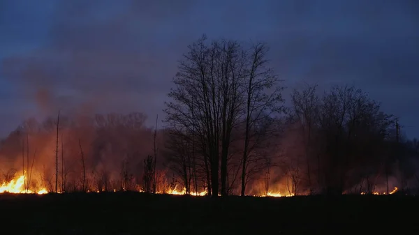 Burning grass and trees at dusk