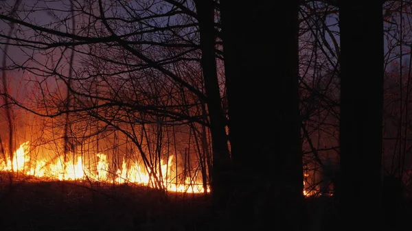 Incendie dans le bois, forêt en flamme — Photo