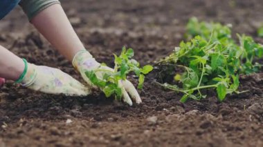 Toprağa domates dikim fidesi