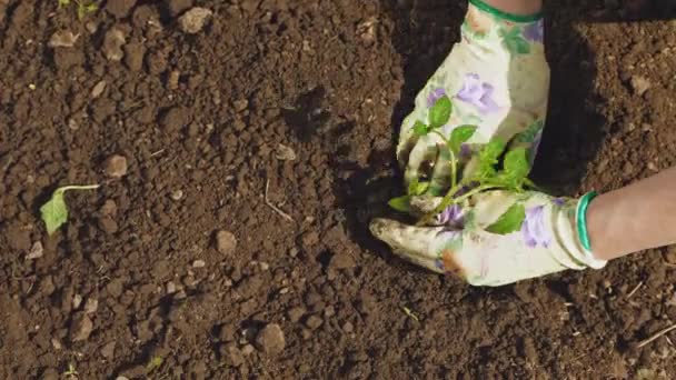 Farmer kezében ültetés a talaj paradicsom csemete — Stock videók