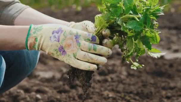 Una mujer elige plántulas de tomate para plantar en el suelo — Vídeos de Stock