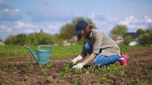 Una mujer con guantes está plantando plántulas de tomate en el suelo — Vídeos de Stock
