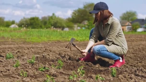 Woman loosens soil before planting seedlings — 비디오