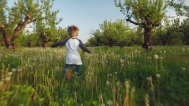 Çocuk, köpeği için karahindiba boyunca koşuyor.