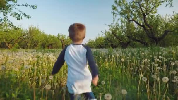 Een jongetje loopt door een weide van paardebloemen — Stockvideo