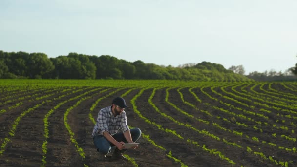 Farmer utiliza tableta en el campo del girasol joven — Vídeo de stock