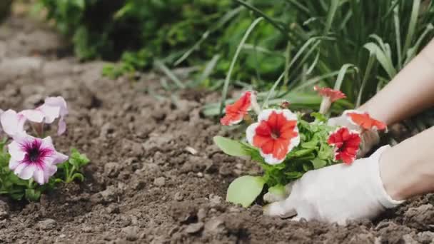 Садівник жінка своїми руками висаджує квіти в грунт — стокове відео