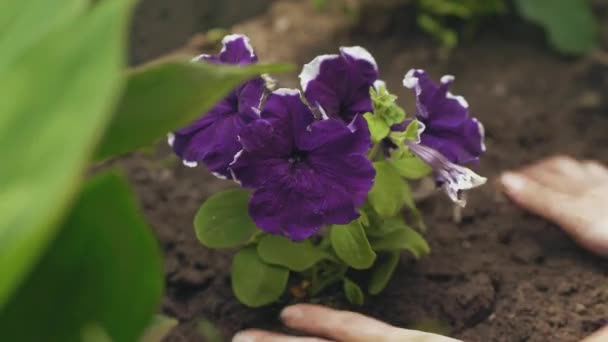 Mujer jardinero manos plantación de flores en el suelo — Vídeo de stock