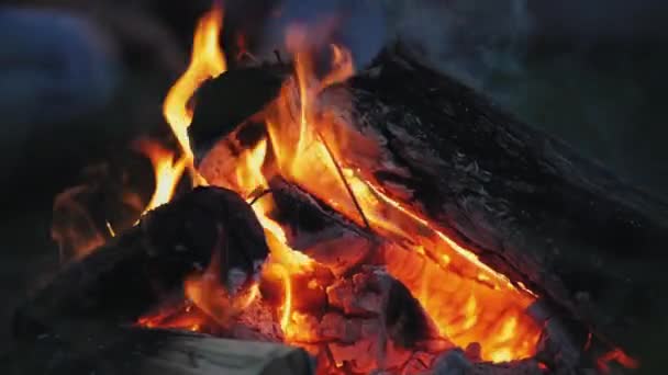 夜に森の中でたき火をし — ストック動画