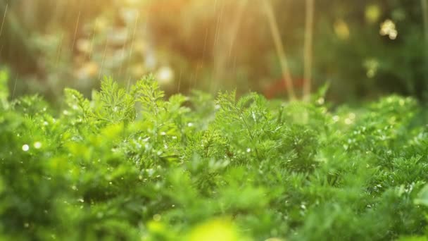 Riego por goteo zanahorias en el huerto — Vídeos de Stock