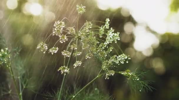 Dill mit Wassertropfen Nahaufnahme — Stockvideo