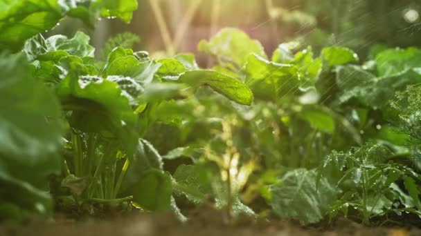 Крапельний іригаційний буряк в овочевому саду — стокове відео