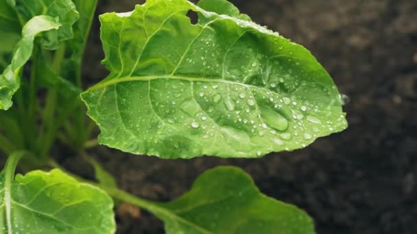 Green leaf of beet with water drops — Stock Video