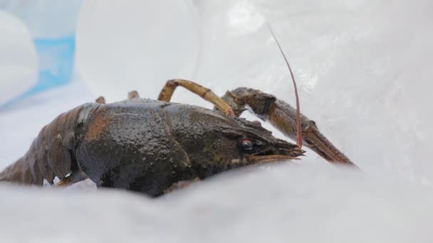 Crayfish can not get out of a pile of plastic trash — Stock Video