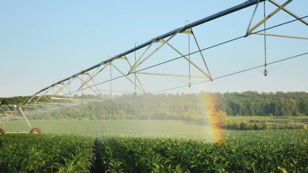 Irrigazione del raccolto utilizzando il sistema di irrigazione a perno centrale — Video Stock
