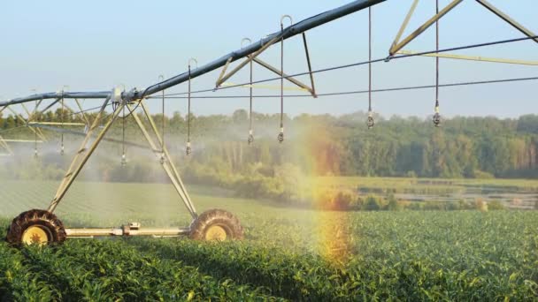 Corn crop irrigation system closeup — Stock Video