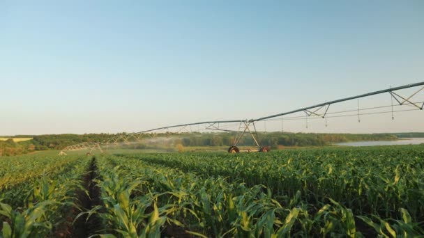 Панорамный снимок орошаемого кукурузного поля — стоковое видео