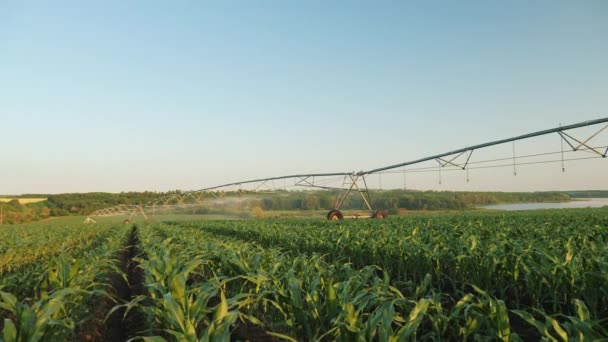 Panoramische opname van geïirineerde Cornfield — Stockvideo