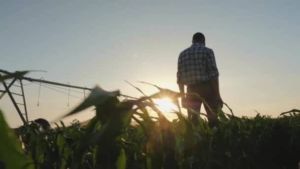 Фермер идет по кукурузному полю на закате — стоковое видео