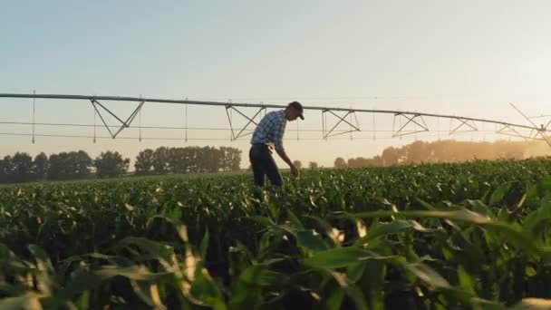 Фермер идет по кукурузному полю на закате — стоковое видео
