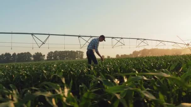 Agricultor caminando a través de un maizal al atardecer — Vídeo de stock