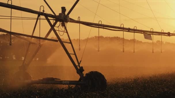 使用中心枢轴喷灌系统的玉米场灌溉 — 图库视频影像