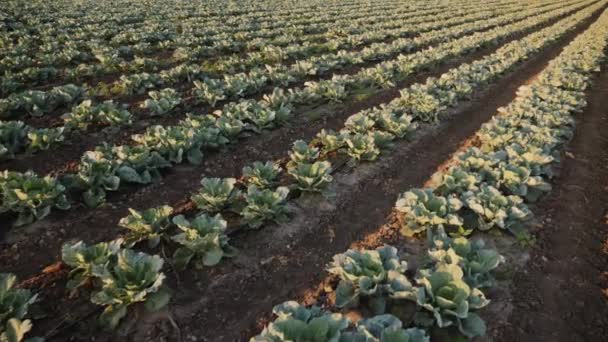 Repolho cresce no campo do agricultor — Vídeo de Stock