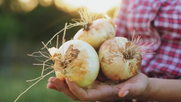 Mãos de agricultores com bolbos de cebola fresca ao sol — Vídeo de Stock