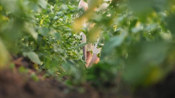 The gardener weeds the soil with a hoe — Stock Video