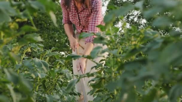 O jardineiro ervas daninhas do solo com uma enxada — Vídeo de Stock