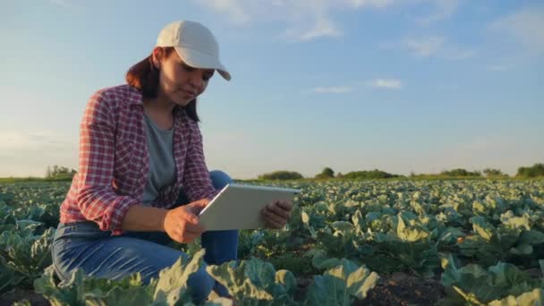 Le donne lavorano nel campo del cavolo — Video Stock